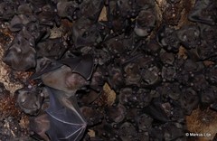 Rousettus aegyptiacus