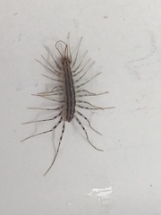 Scutigera coleoptrata