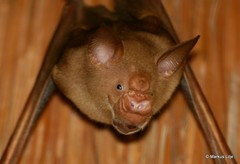 Macronycteris vittatus