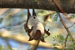 Macronycteris vittatus