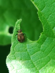 Halticus luteicollis