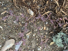 Astragalus inyoensis
