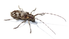Monochamus maculosus