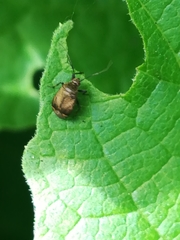 Halticus luteicollis