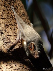 Taphozous mauritianus