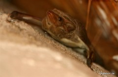 Taphozous mauritianus