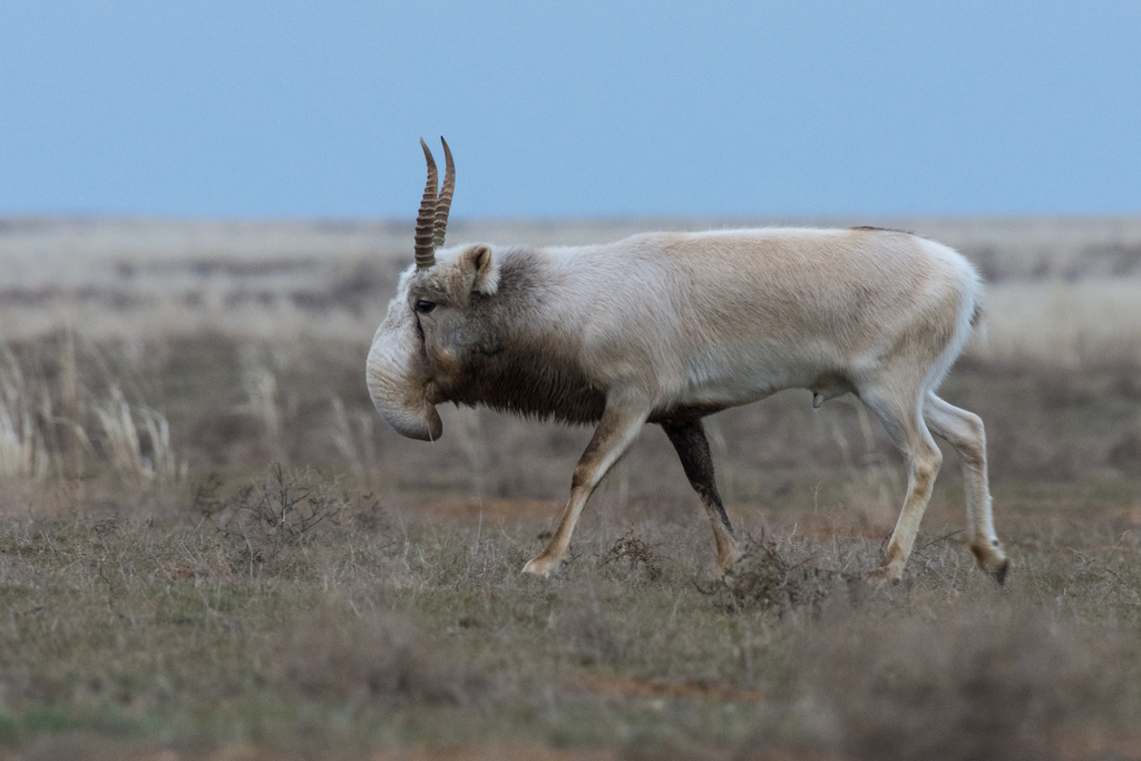 Saiga