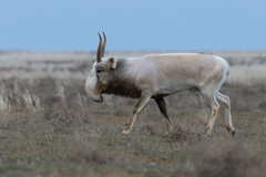 Saiga photo 3