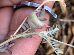 Astragalus inyoensis