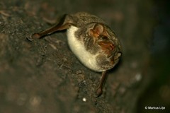 Taphozous mauritianus