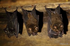 Hipposideros
