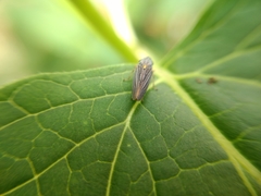Graphocephala appropinquans