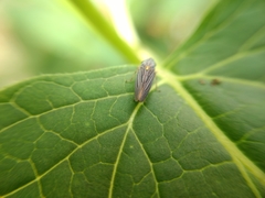 Graphocephala appropinquans
