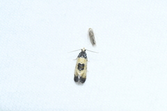 Neocochylis dubitana