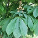Aesculus hippocastanum hippocastanum - Photo (c) antoniorico, some rights reserved (CC BY-NC)