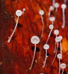 Mycena maldea