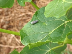 Graphocephala appropinquans