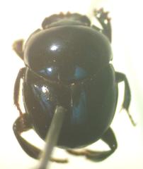 Canthon euryscelis