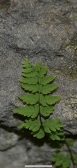 Cystopteris bulbifera
