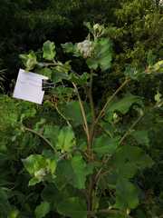 Arctium tomentosum