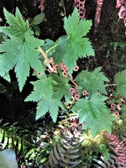 Ribes laxiflorum