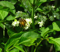 Spilomyia alcimus