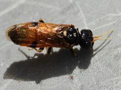 Acantholyda hieroglyphica