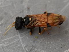 Acantholyda hieroglyphica