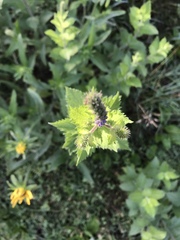 Verbena