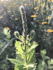Verbena