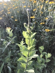 Verbena