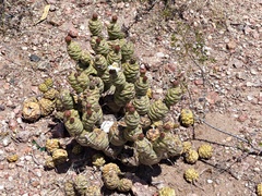 Tephrocactus articulatus