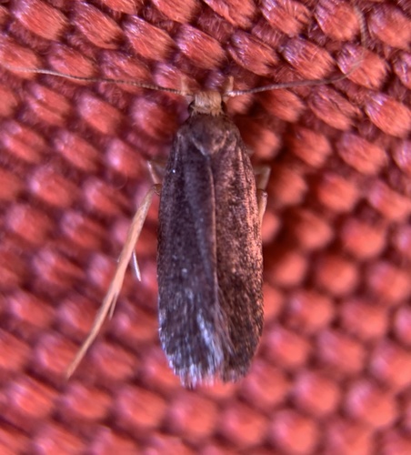 Glyphidocera lithodoxa photo 4