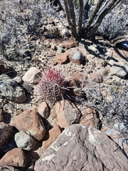 Ferocactus gracilis gracilis