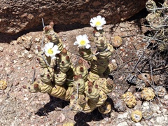 Tephrocactus articulatus