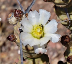 Tephrocactus articulatus