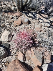 Ferocactus gracilis gracilis