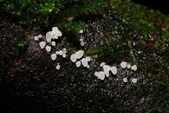 Physalacria australiensis