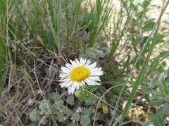 Erigeron caespitosus