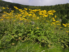 Doronicum austriacum