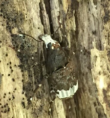 Eurymycter fasciatus