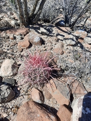 Ferocactus gracilis gracilis
