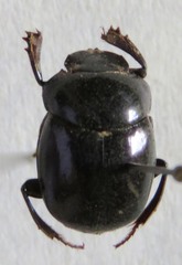 Canthon aequinoctialis