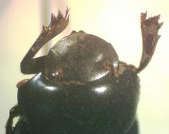 Canthon aequinoctialis