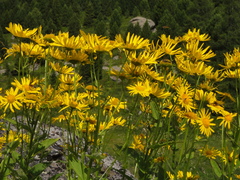 Doronicum austriacum