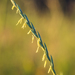 Quack Grass - Photo (c) Dmitry Ivanov, some rights reserved (CC BY-NC), uploaded by Dmitry Ivanov