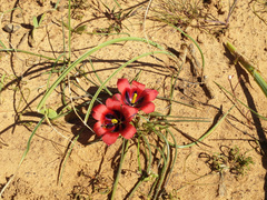 Romulea monadelpha