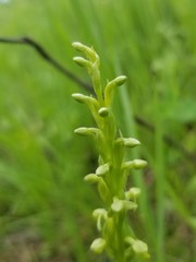 Platanthera aquilonis