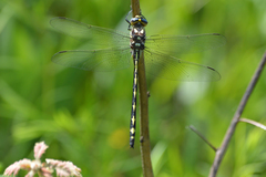 Cordulegaster obliqua