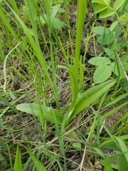 Platanthera aquilonis